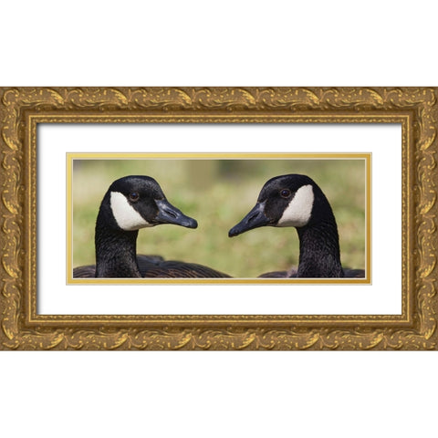 Canada geese-Kentucky Gold Ornate Wood Framed Art Print with Double Matting by Jones, Adam