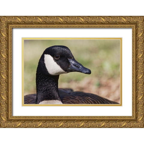 Canada goose-Kentucky Gold Ornate Wood Framed Art Print with Double Matting by Jones, Adam