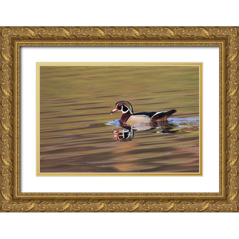 Wood duck drake-Kentucky Gold Ornate Wood Framed Art Print with Double Matting by Jones, Adam