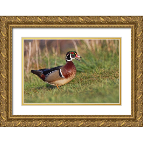 Wood duck drake-Kentucky Gold Ornate Wood Framed Art Print with Double Matting by Jones, Adam