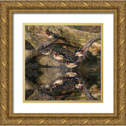 Male and female wood ducks-resting on fallen tree-Kentucky Gold Ornate Wood Framed Art Print with Double Matting by Jones, Adam