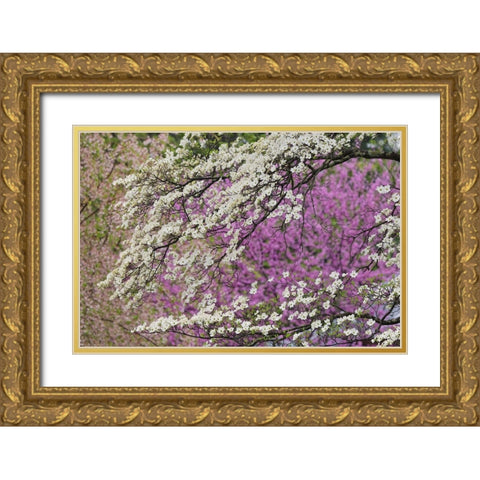 Flowering dogwood tree and distant Eastern redbud-Kentucky Gold Ornate Wood Framed Art Print with Double Matting by Jones, Adam