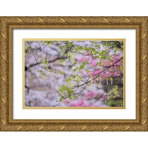 Red maple with whirlybird seeds-Kentucky Gold Ornate Wood Framed Art Print with Double Matting by Jones, Adam