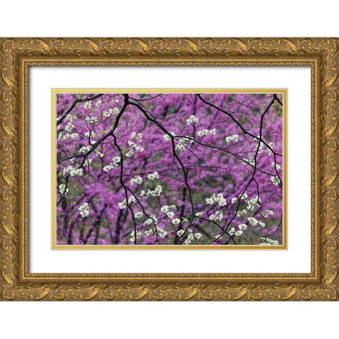 Flowering dogwood tree and distant Eastern redbud-Kentucky Gold Ornate Wood Framed Art Print with Double Matting by Jones, Adam