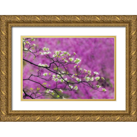 Soft focus view of flowering dogwood tree and distant Eastern redbud-Kentucky Gold Ornate Wood Framed Art Print with Double Matting by Jones, Adam