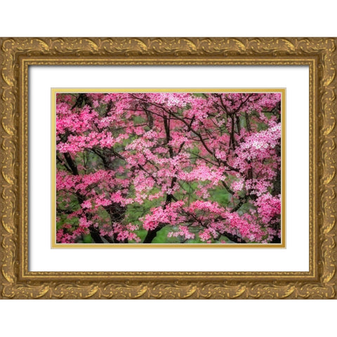 Soft focus view of large pink flowering dogwood tree in full bloom-Kentucky Gold Ornate Wood Framed Art Print with Double Matting by Jones, Adam