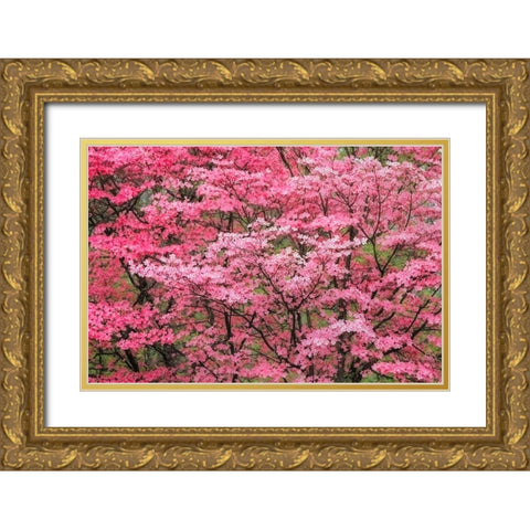 Soft focus view of large pink flowering dogwood tree in full bloom-Kentucky Gold Ornate Wood Framed Art Print with Double Matting by Jones, Adam