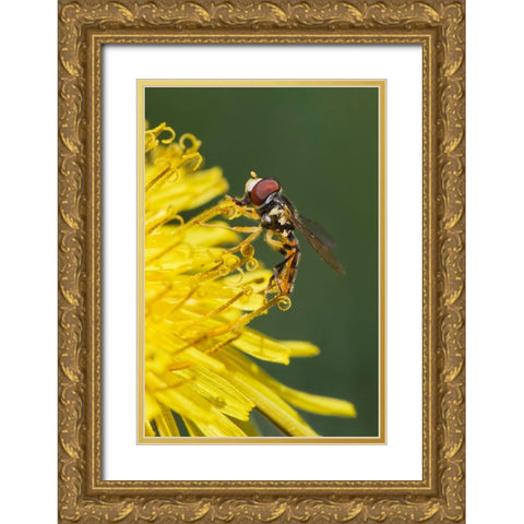 Hover fly on yellow dandelion flower-Kentucky Gold Ornate Wood Framed Art Print with Double Matting by Jones, Adam