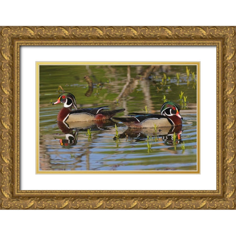Male wood ducks-Kentucky Gold Ornate Wood Framed Art Print with Double Matting by Jones, Adam