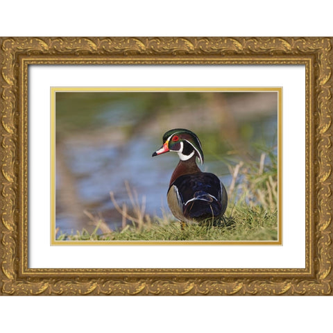 Male-wood Duck-Kentucky Gold Ornate Wood Framed Art Print with Double Matting by Jones, Adam