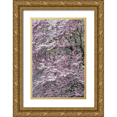 Light snow on Eastern redbud tree in early spring-Louisville-Kentucky Gold Ornate Wood Framed Art Print with Double Matting by Jones, Adam