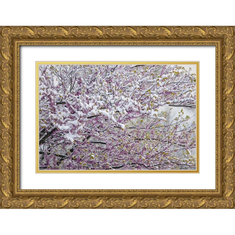 Light snow on Eastern redbud tree in early spring-Louisville-Kentucky Gold Ornate Wood Framed Art Print with Double Matting by Jones, Adam