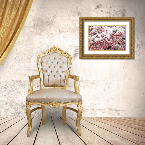 Light snow on pink dogwood tree in early spring-Louisville-Kentucky Gold Ornate Wood Framed Art Print with Double Matting by Jones, Adam