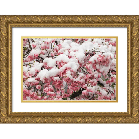 Light snow on pink dogwood tree in early spring-Louisville-Kentucky Gold Ornate Wood Framed Art Print with Double Matting by Jones, Adam