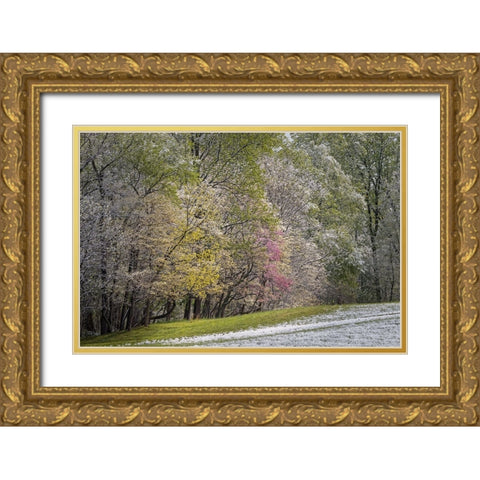 Light snow on trees in early spring-Louisville-Kentucky Gold Ornate Wood Framed Art Print with Double Matting by Jones, Adam