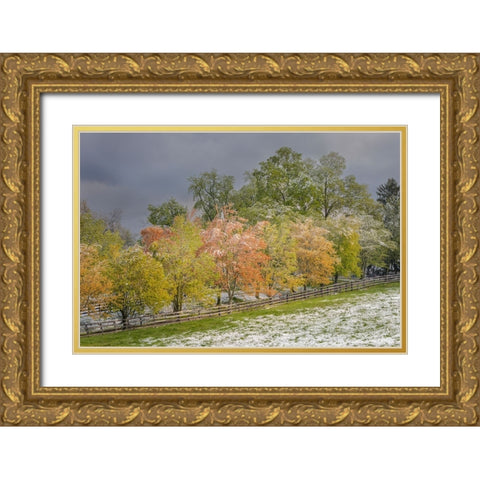 Light snow on trees in early spring-Louisville-Kentucky Gold Ornate Wood Framed Art Print with Double Matting by Jones, Adam