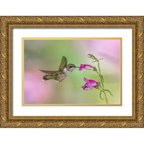 Female Ruby-throated hummingbird flying around flower-Louisville-Kentucky Gold Ornate Wood Framed Art Print with Double Matting by Jones, Adam