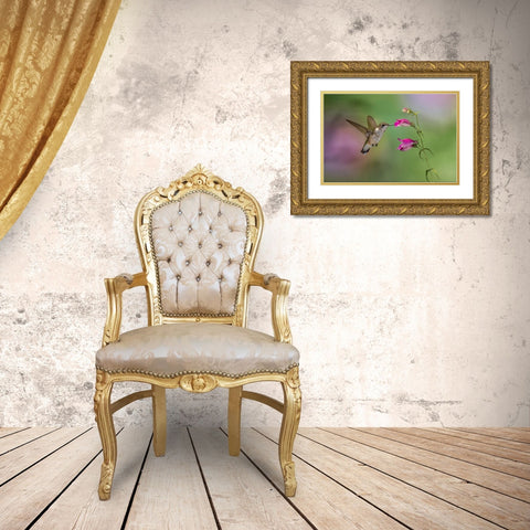 Female Ruby-throated hummingbird flying around flower-Louisville-Kentucky Gold Ornate Wood Framed Art Print with Double Matting by Jones, Adam