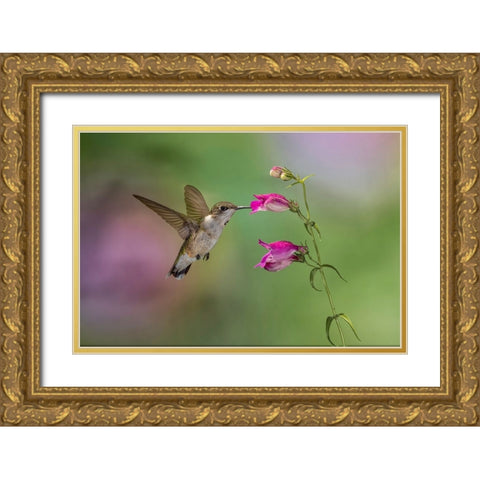 Female Ruby-throated hummingbird flying around flower-Louisville-Kentucky Gold Ornate Wood Framed Art Print with Double Matting by Jones, Adam