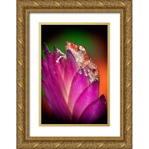 Kentucky Cinnamon tree frog on flower Gold Ornate Wood Framed Art Print with Double Matting by Jaynes Gallery