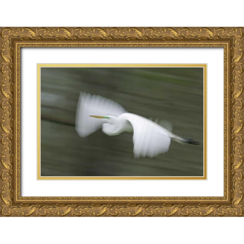 Louisiana Abstract of great egret in flight Gold Ornate Wood Framed Art Print with Double Matting by Morris, Arthur