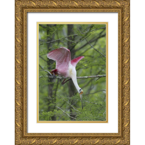 Louisiana, Roseate spoonbill stretches in a tree Gold Ornate Wood Framed Art Print with Double Matting by Morris, Arthur