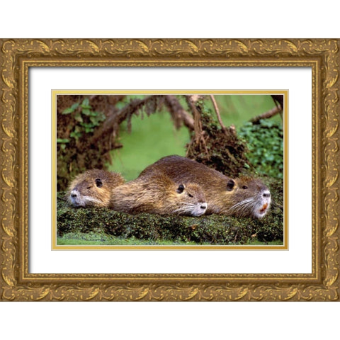 Louisiana,  Family of wild nutria resting on log Gold Ornate Wood Framed Art Print with Double Matting by Welling, Dave