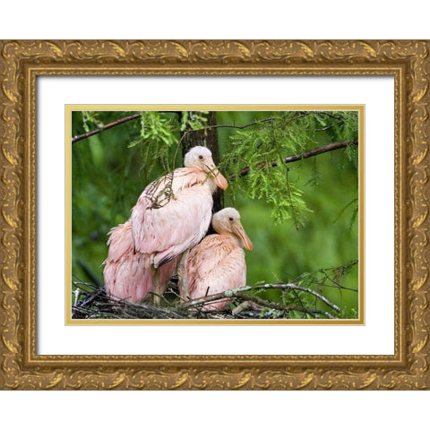 Louisiana Spoonbill chicks on their nest Gold Ornate Wood Framed Art Print with Double Matting by Williams, Joanne