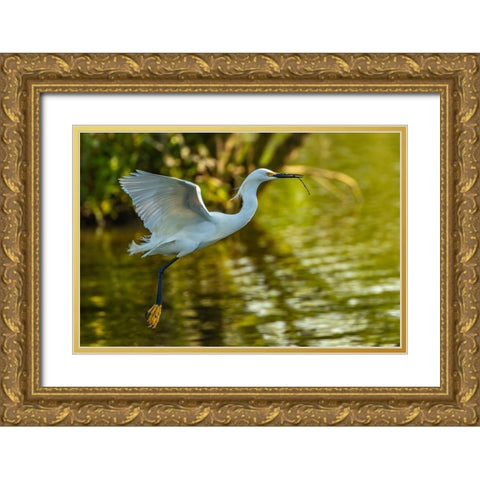 Louisiana-Jefferson Island Flying snowy egret brings stick to build nest Gold Ornate Wood Framed Art Print with Double Matting by Jaynes Gallery