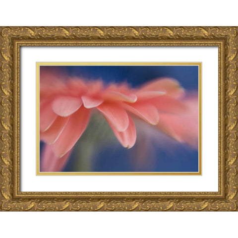 Maine, Harpswell Abstract of pink gerbera flower Gold Ornate Wood Framed Art Print with Double Matting by Clemons, Kathleen