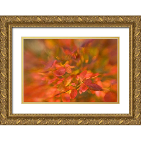 ME, Harpswell Impressionistic autumn foliage Gold Ornate Wood Framed Art Print with Double Matting by Clemons, Kathleen