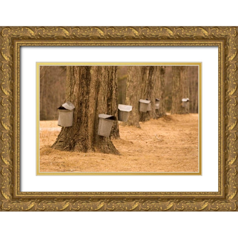 Maine, Harpswell Tapping maple trees Gold Ornate Wood Framed Art Print with Double Matting by Clemons, Kathleen