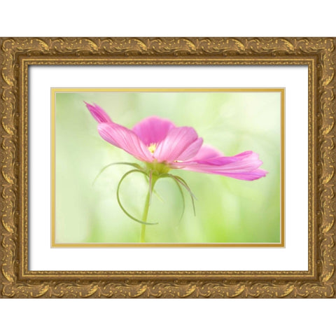 USA, Maine, Harpswell Close-up of a pink cosmos Gold Ornate Wood Framed Art Print with Double Matting by Clemons, Kathleen