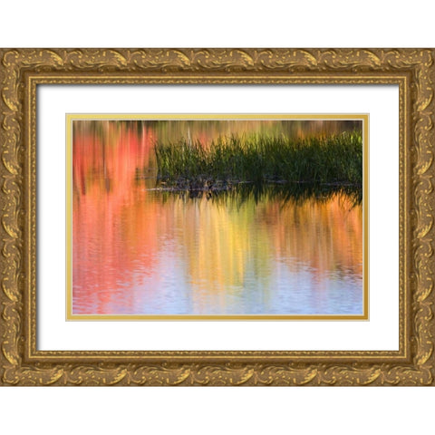 ME, South Paris Grasses growing in water in fall Gold Ornate Wood Framed Art Print with Double Matting by Kaveney, Wendy