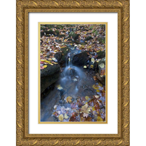 USA, Maine, Acadia NP Fallen leaves on stream Gold Ornate Wood Framed Art Print with Double Matting by Rotenberg, Nancy