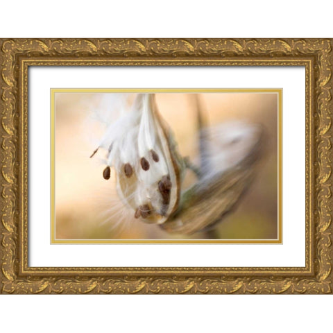 Maine, Harpswell Milkweed seeds in autumn Gold Ornate Wood Framed Art Print with Double Matting by Clemons, Kathleen
