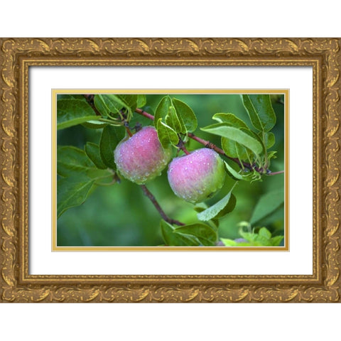 Maine, Harpswell Dew-covered apples on tree Gold Ornate Wood Framed Art Print with Double Matting by Clemons, Kathleen