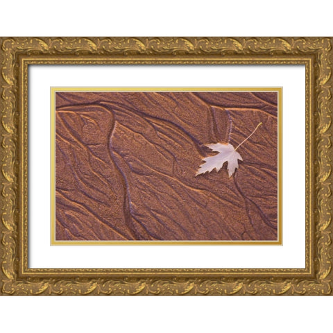 Maine, Phippsburg Leaf on Popham Beach, sunrise Gold Ornate Wood Framed Art Print with Double Matting by Clemons, Kathleen