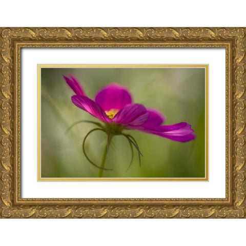 Maine, Harpswell Pink cosmos flower Gold Ornate Wood Framed Art Print with Double Matting by Clemons, Kathleen