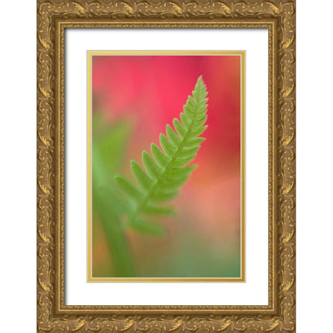USA, Maine, Harpswell Newly-emerged fern leaf Gold Ornate Wood Framed Art Print with Double Matting by Clemons, Kathleen