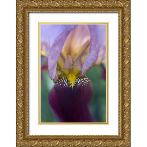 USA, Maine, Harpswell Close-up of iris flower Gold Ornate Wood Framed Art Print with Double Matting by Clemons, Kathleen
