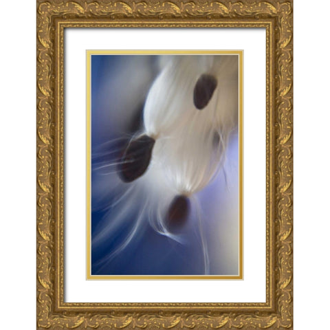 Maine, Harpswell Abstract Milkweed seeds Gold Ornate Wood Framed Art Print with Double Matting by Clemons, Kathleen