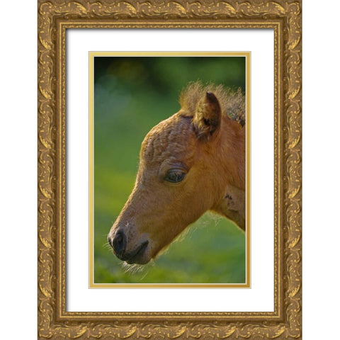 Maine, Bath Miniature horse at sunset Gold Ornate Wood Framed Art Print with Double Matting by Clemons, Kathleen