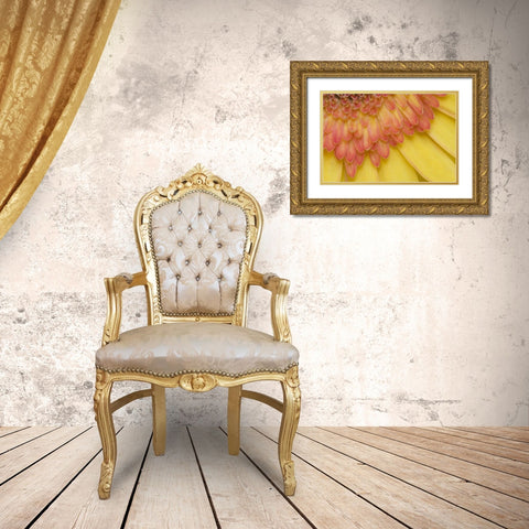 ME, Harpswell Yellow and pink gerbera daisy Gold Ornate Wood Framed Art Print with Double Matting by Clemons, Kathleen