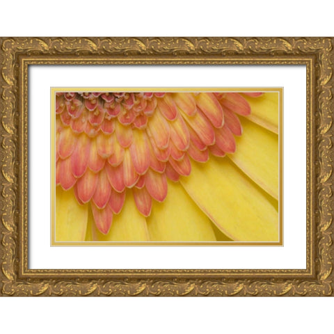 ME, Harpswell Yellow and pink gerbera daisy Gold Ornate Wood Framed Art Print with Double Matting by Clemons, Kathleen
