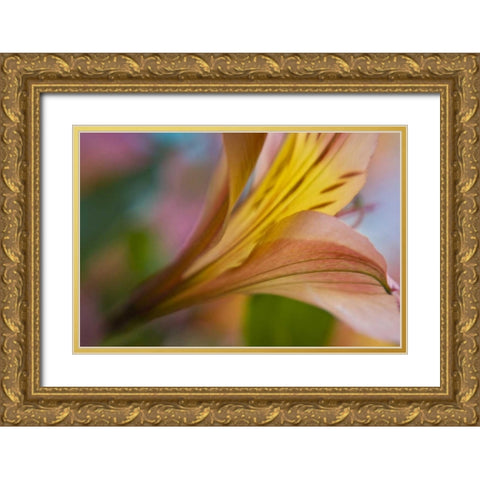 Maine, Harpswell Pink and yellow lily Gold Ornate Wood Framed Art Print with Double Matting by Clemons, Kathleen