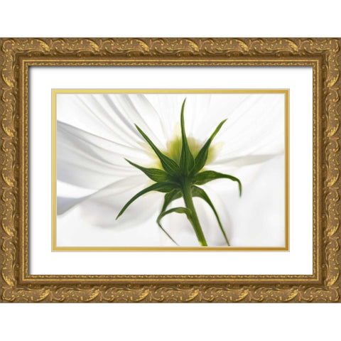 ME, Harpswell Underside of a white cosmos Gold Ornate Wood Framed Art Print with Double Matting by Clemons, Kathleen