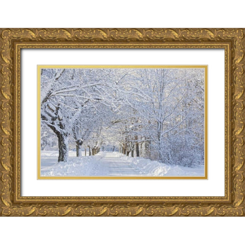 Maine, Harpswell Heavy snowfall on Bear Paw Road Gold Ornate Wood Framed Art Print with Double Matting by Clemons, Kathleen