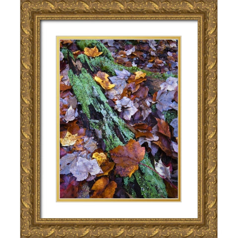 Fallen leaves and lichen log, Acadia NP, Maine Gold Ornate Wood Framed Art Print with Double Matting by Rotenberg, Nancy