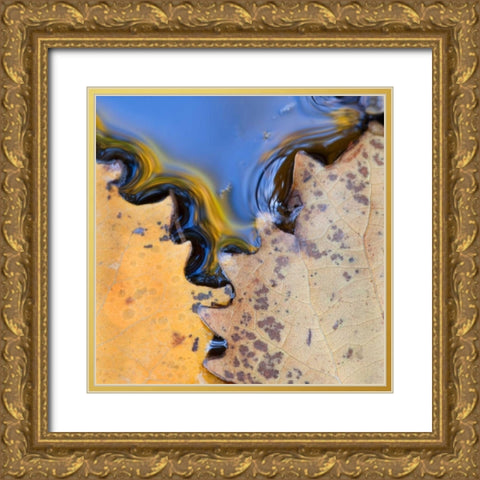 ME, Acadia NP Leaves form pattern on pond water Gold Ornate Wood Framed Art Print with Double Matting by Rotenberg, Nancy